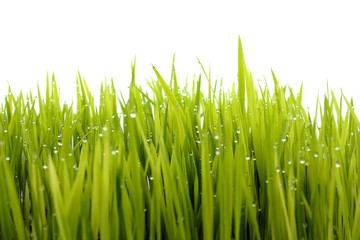 Obraz na płótnie Canvas fresh green grass .
