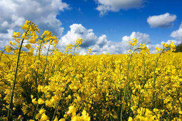 canola field