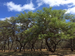 Kiawe trees in Hawaii