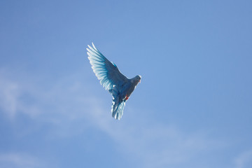 Blue dove flying in the blue sky