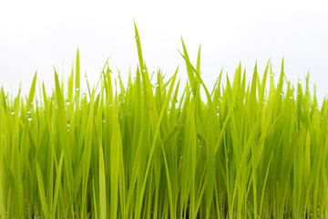 Fototapeta na wymiar fresh green grass .