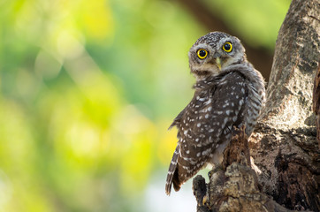 Little owl