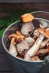 fresh wild edible mushrooms gathered in can
