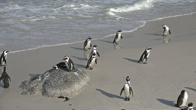 Penguins in Simonstown (South Africa)