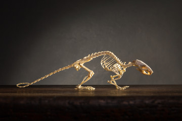 Skeleton of rat on the table