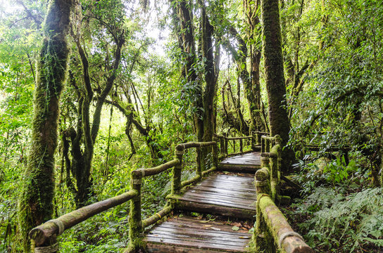 Fototapeta Pathway in forest at doi inthanon chiangmai thailand
