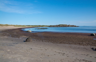 Seaweed on sandy beach in Skrea, Falkenberg, Sweden in June.