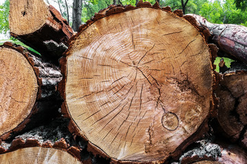 Felled trees in a forest