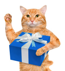 Cat with gift