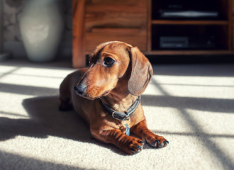 smooth hair dachshund