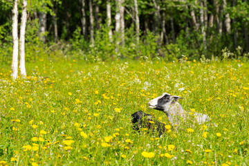 Finnsheeps in a meadow on a beautiful summer day