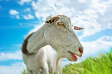 White hornless goat in the pasture