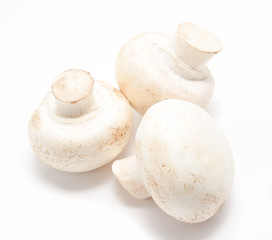 Champignon mushroom white agaricus