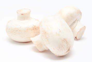 Champignon mushroom white agaricus