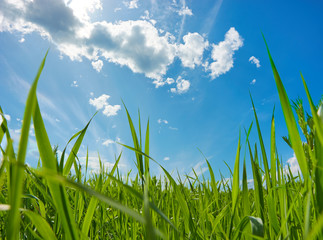 Obraz premium Grass and sky