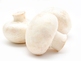 Champignon mushroom white agaricus