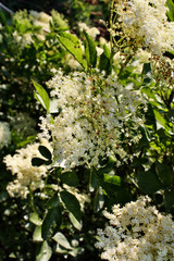 Elderflower