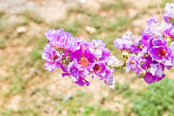 Cananga odorata flowers, Thai Flower Tabak