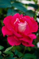 Красная роза