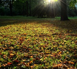 Obraz premium солнечная поляна