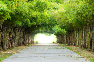 Walkway with bamboo forest.