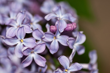 Lilac flowers with three small buds macro.