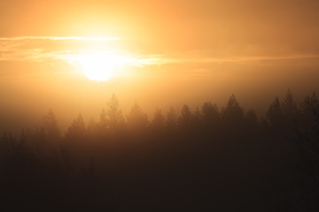 Sunrise over forest