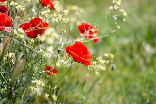 Poppy flowers in a blurry green field