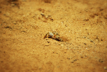 Crab near burrows