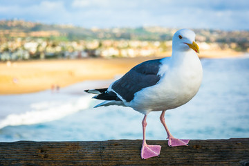 Seagull on the Balboa Pier, in Newport Beach, California.