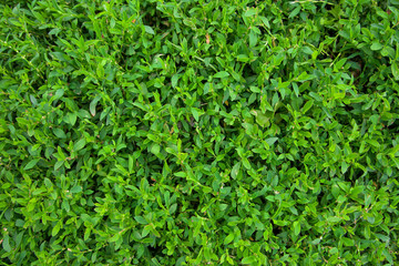Green grass background
