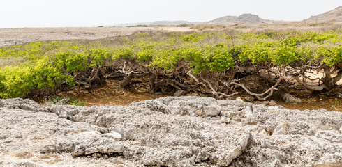 Manchineel Trees Beyond Coral