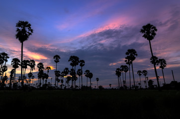 Silhouette sugar palm tree