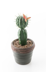 plastic cactus on white background