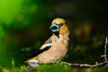 Hawfinch