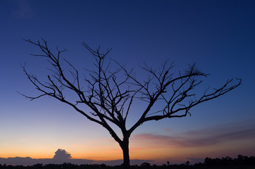 Silhouette of a tree