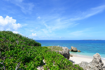 青い海と亜熱帯植物