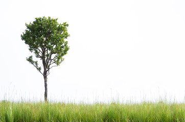 Fototapeta na wymiar Tree in green grass