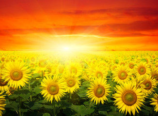 Fototapeta premium sunflowers and sun