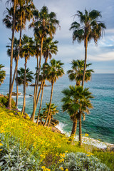 Naklejka premium Palm trees and view of the Pacific Ocean, at Heisler Park, in La