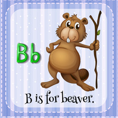Beaver