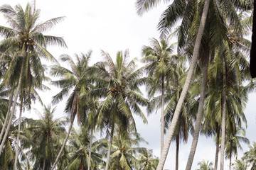 Coconut trees