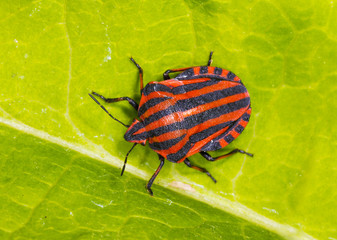 Graphosoma lineatum