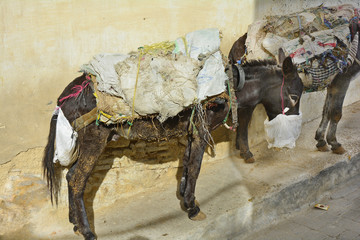 Morocco, Fes