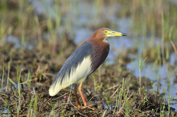 アカガシラサギ夏羽
