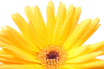 Yellow flower gerberas - obrazy, fototapety, plakaty