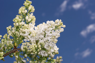 Lilac selective focus
