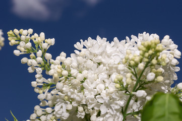 Lilac selective focus