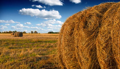 Hay bale in the countryside