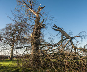 Broken Tree